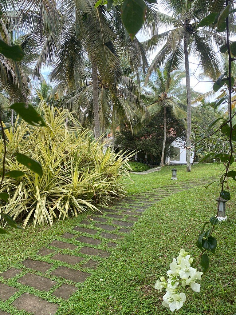 Garden pathway surrounded by lush greenery and palm trees.