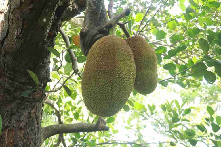 Jackfruit tree with ripe jackfruits in Kerala retreat garden