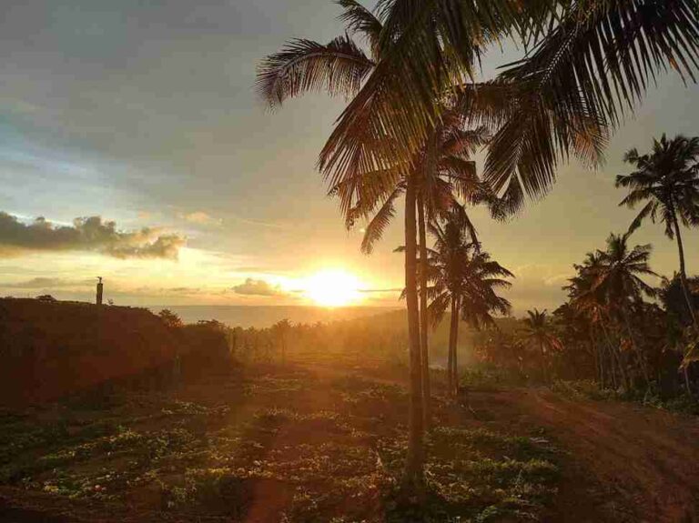 Kerala sunset through coconut palms near Aanandakosha Ayurveda Retreat