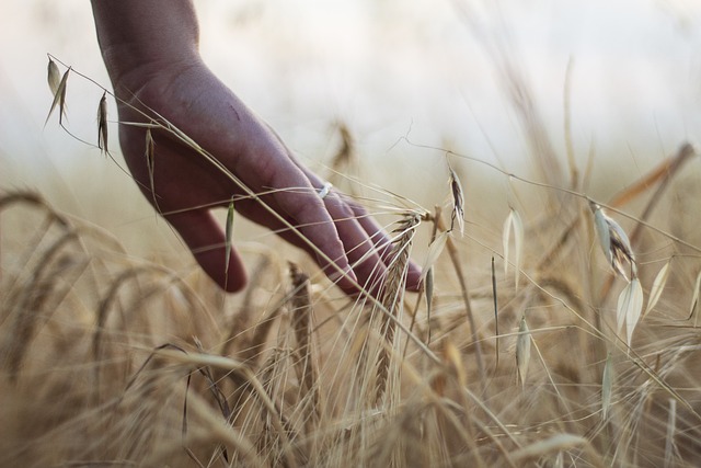 Hand touching ripe wheat in a field